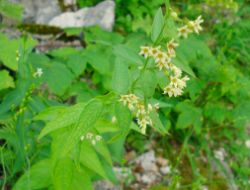 2013-07-13_Regina-F-Rau_Sonnenspitze3 (017).JPG